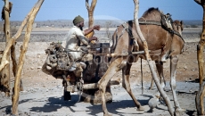 Camel Driver in Yemen