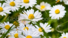 Daisy Gänseblümchen