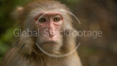 Wild apes in the Water Village (China)