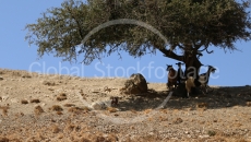 Goats under tree