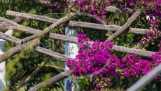 Flowers at Amalfi coast