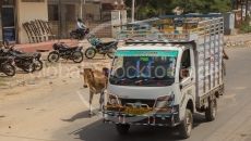 Cow and truck on the street in Jaipur