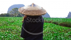 Tea plantation in Guilin