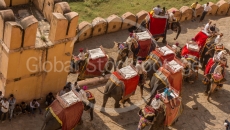 Elephants going home (Amber Fort)