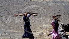 Wood Collecctors in Yemen