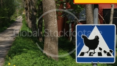 Chicken Crossing Herrsattra