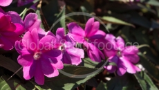 Flowers at Lake Garda