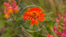 Flowers in Klenzepark (Ingolstadt, Germany)