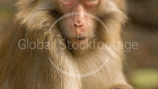 Wild ape in the Water Village China