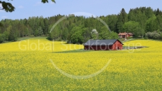 rape field in Sweden