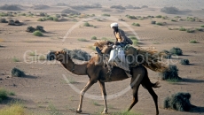 Beduin on Camel in Yemen