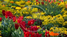 Flowers in Klenzepark (Ingolstadt, Germany)