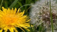 hawkbit Löwenzahn