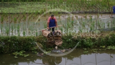 Worker in the rice fields of Longji