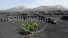 Vineyard on Lanzarote Spain