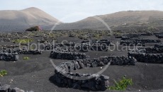 Vineyard on Lanzarote Spain
