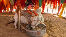 Holy Cow in the cow hospital in Jodpur